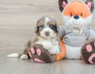 7 week old Mini Bernedoodle Puppy For Sale - Simply Southern Pups