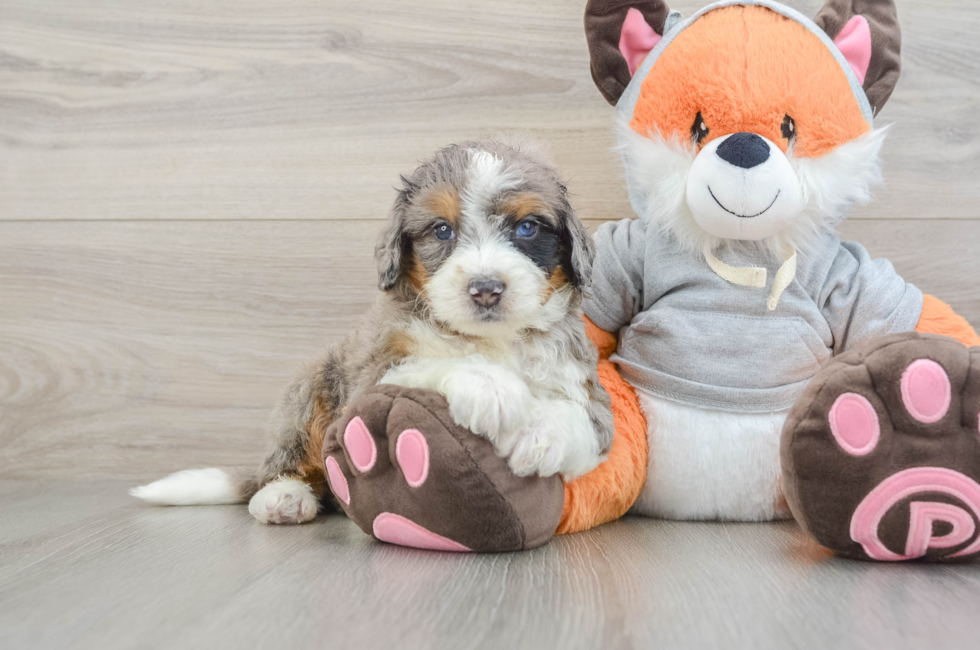 5 week old Mini Bernedoodle Puppy For Sale - Simply Southern Pups