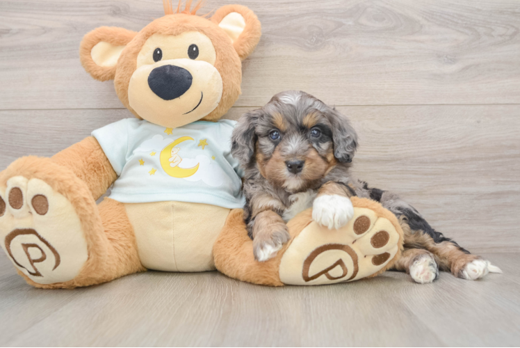 Hypoallergenic Mini Bernadoodle Poodle Mix Puppy
