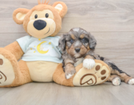 5 week old Mini Bernedoodle Puppy For Sale - Simply Southern Pups