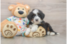 Mini Bernedoodle Puppy for Adoption
