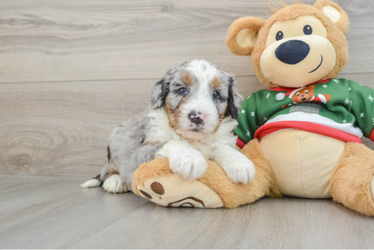 Fluffy Mini Bernedoodle Poodle Mix Pup