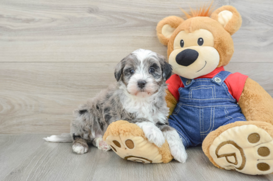 Best Mini Bernedoodle Baby