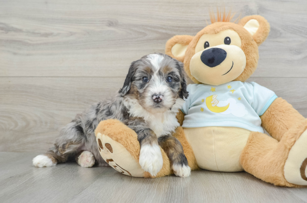 6 week old Mini Bernedoodle Puppy For Sale - Simply Southern Pups