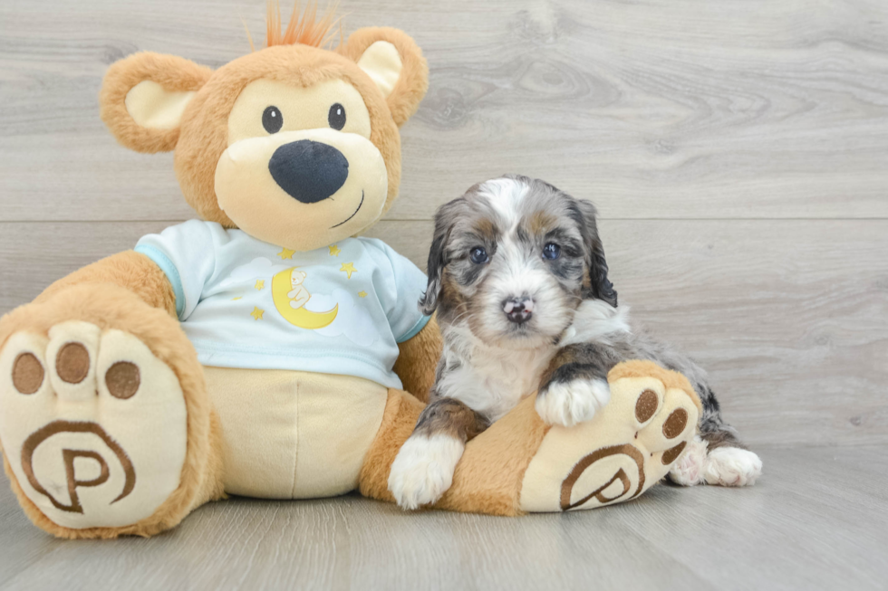 Playful Mini Bernadoodle Poodle Mix Puppy