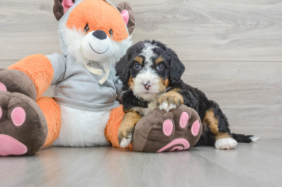 5 week old Mini Bernedoodle Puppy For Sale - Simply Southern Pups