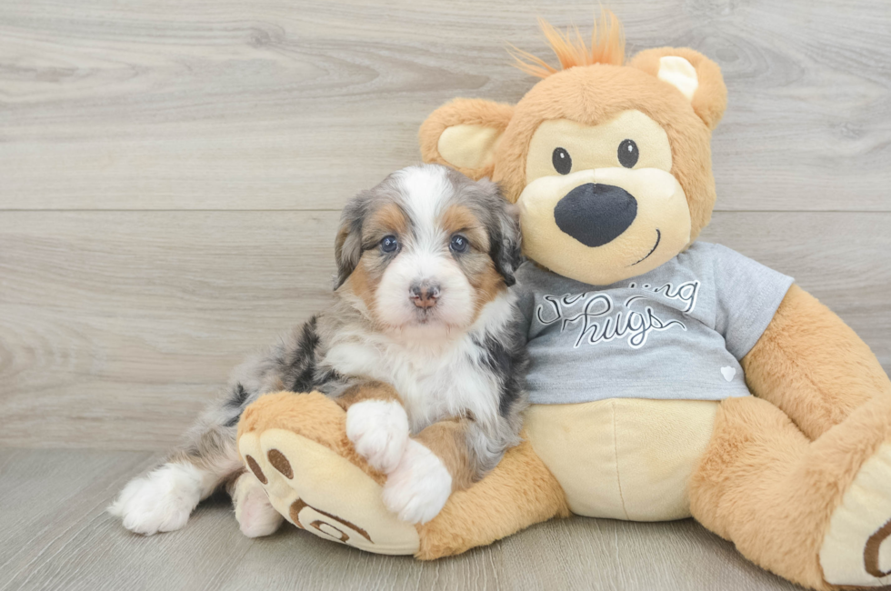 5 week old Mini Bernedoodle Puppy For Sale - Simply Southern Pups
