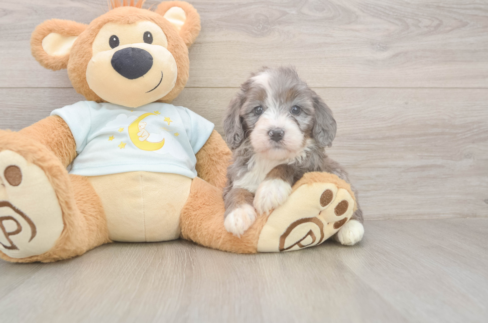 5 week old Mini Bernedoodle Puppy For Sale - Simply Southern Pups