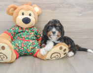 7 week old Mini Bernedoodle Puppy For Sale - Simply Southern Pups