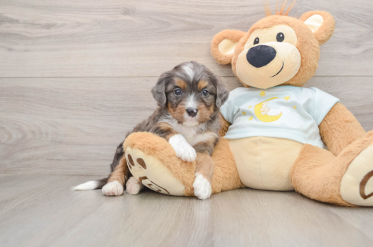 Happy Mini Bernedoodle Baby
