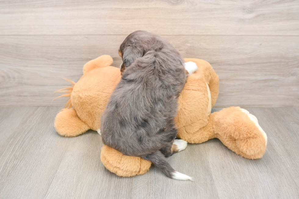 Petite Mini Bernedoodle Poodle Mix Pup