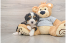 Mini Bernedoodle Puppy for Adoption