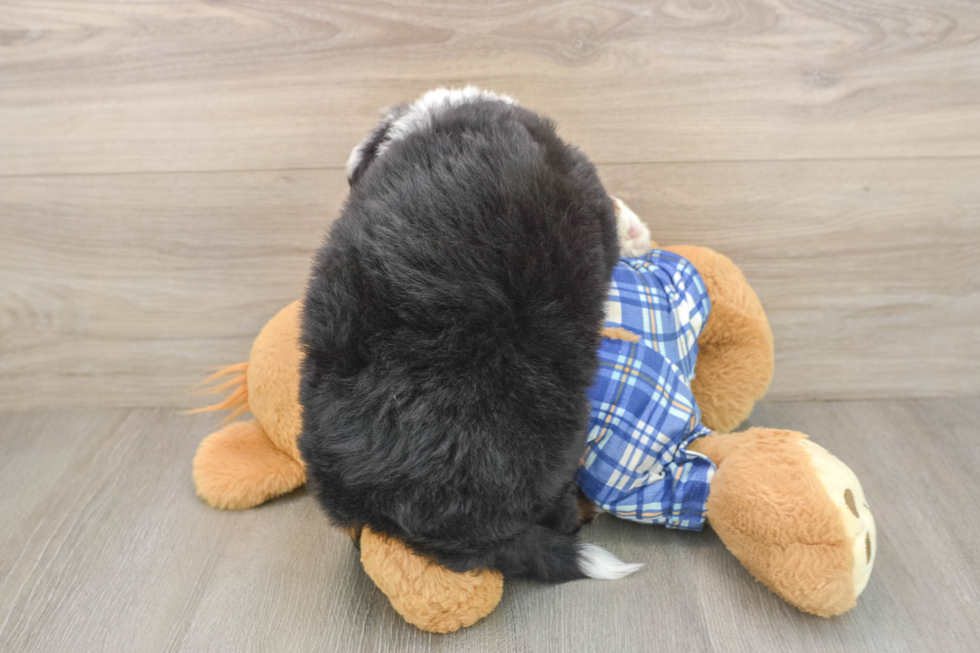 Mini Bernedoodle Puppy for Adoption