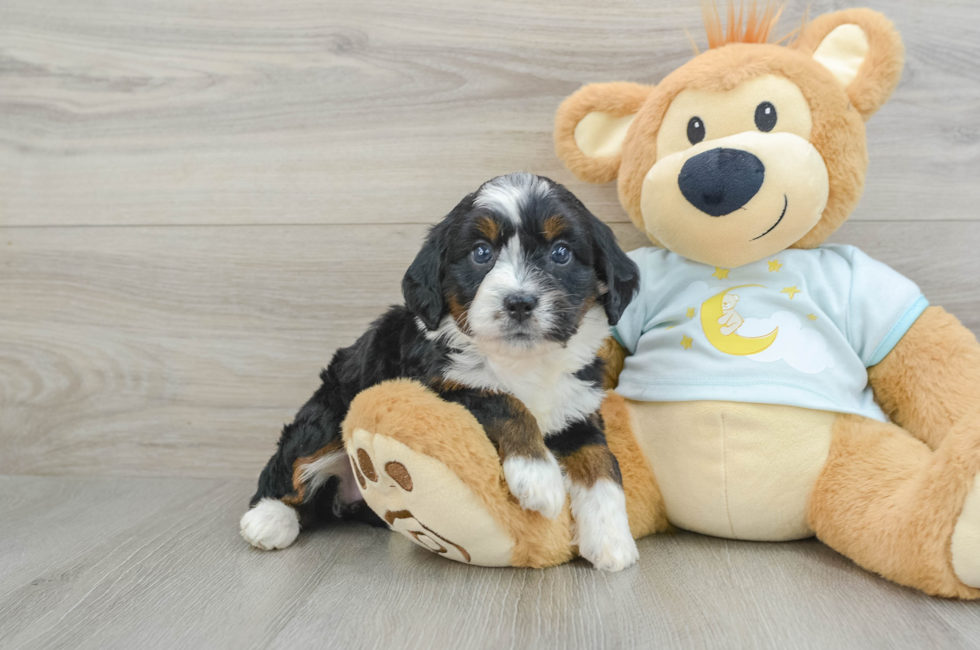 6 week old Mini Bernedoodle Puppy For Sale - Simply Southern Pups