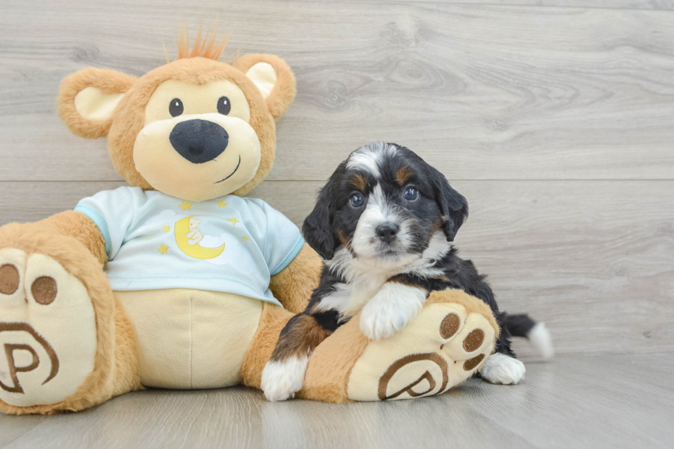 Playful Mini Bernesepoo Poodle Mix Puppy