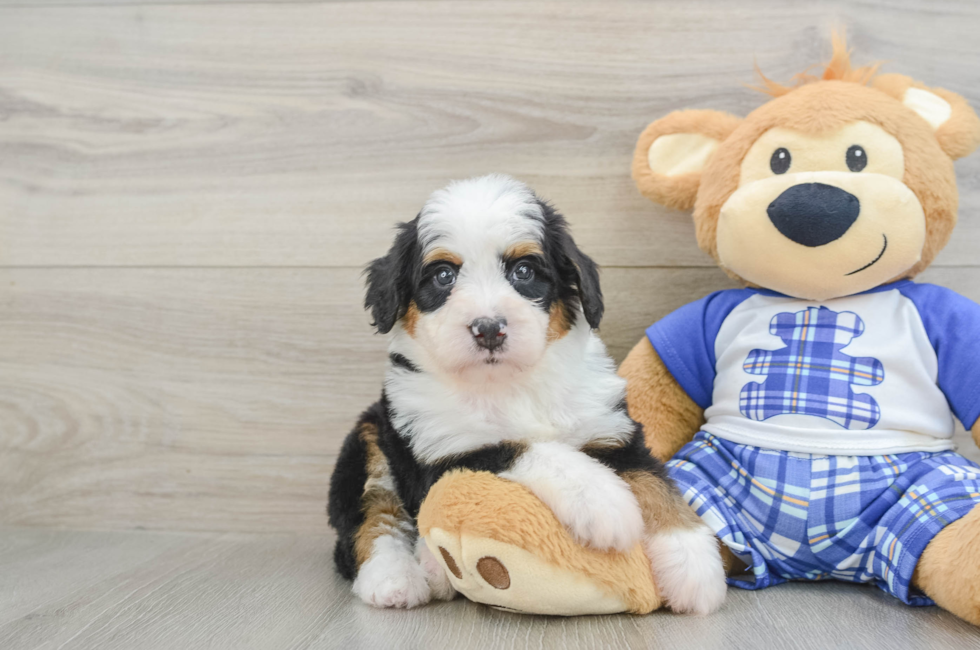 6 week old Mini Bernedoodle Puppy For Sale - Simply Southern Pups