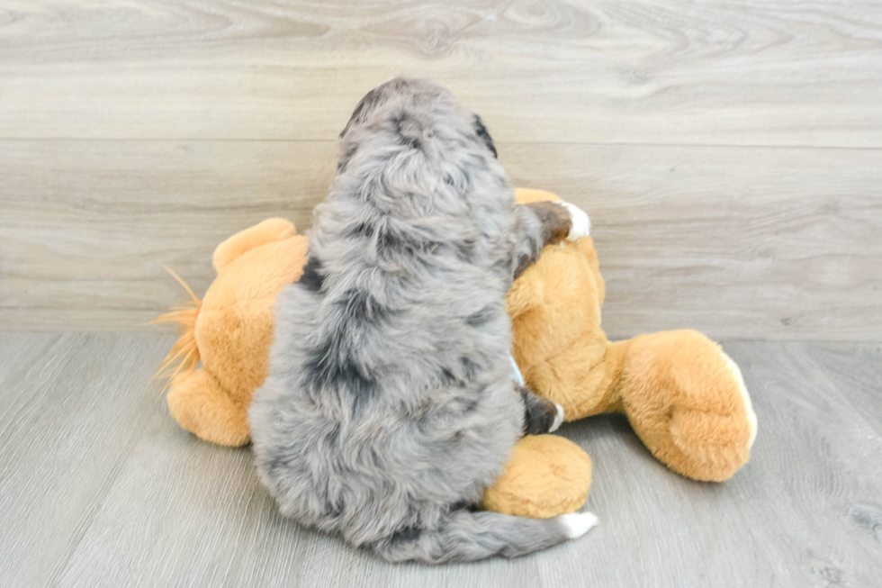 Small Mini Bernedoodle Baby