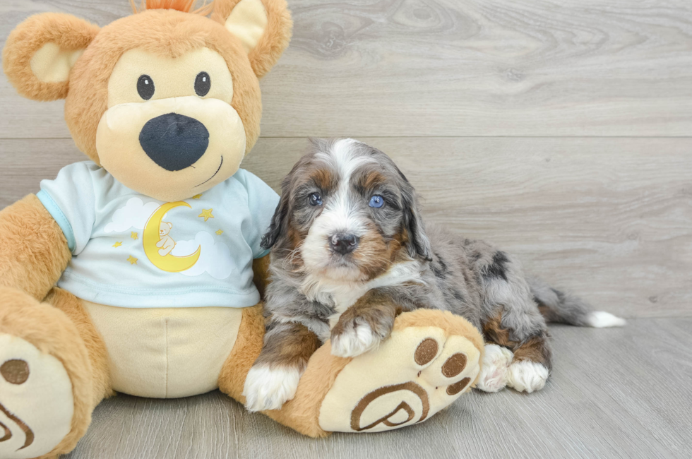 6 week old Mini Bernedoodle Puppy For Sale - Simply Southern Pups