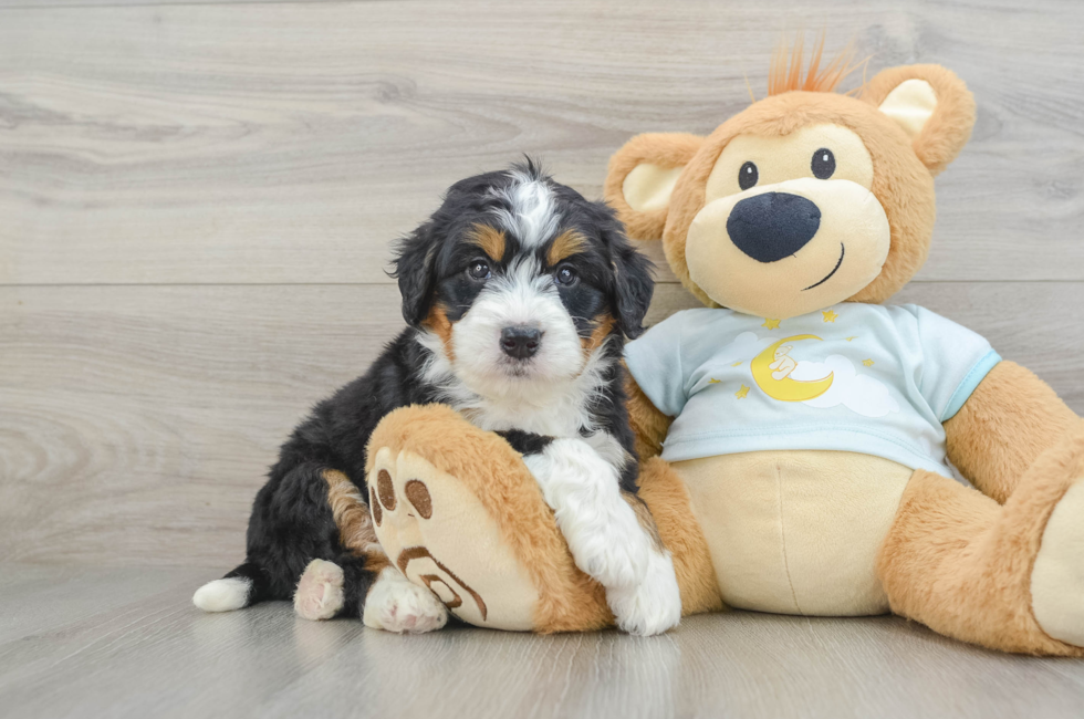 5 week old Mini Bernedoodle Puppy For Sale - Simply Southern Pups