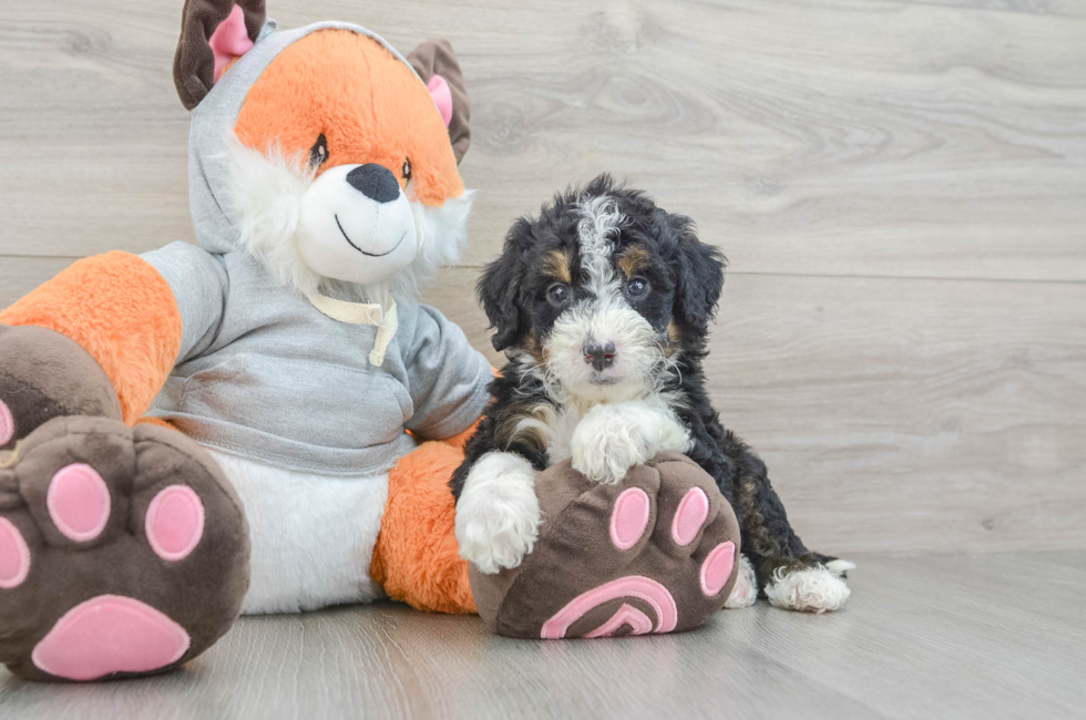 5 week old Mini Bernedoodle Puppy For Sale - Simply Southern Pups