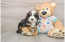 Mini Bernedoodle Pup Being Cute