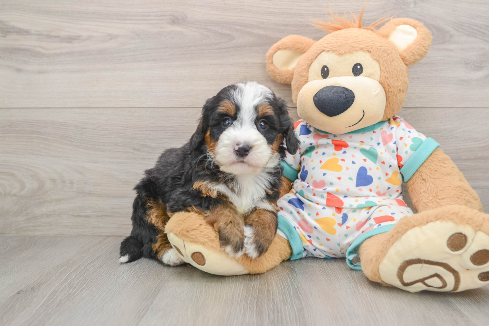 Mini Bernedoodle Pup Being Cute