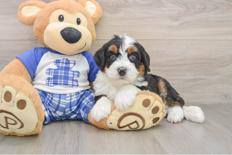 Mini Bernedoodle Pup Being Cute