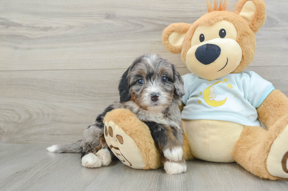 6 week old Mini Bernedoodle Puppy For Sale - Simply Southern Pups