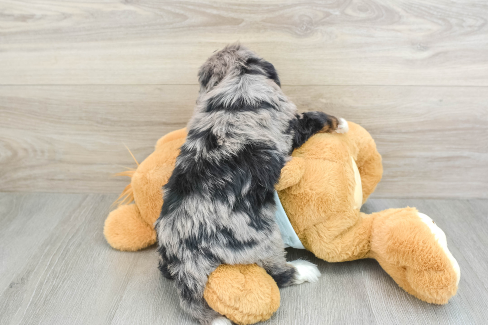 Best Mini Bernedoodle Baby