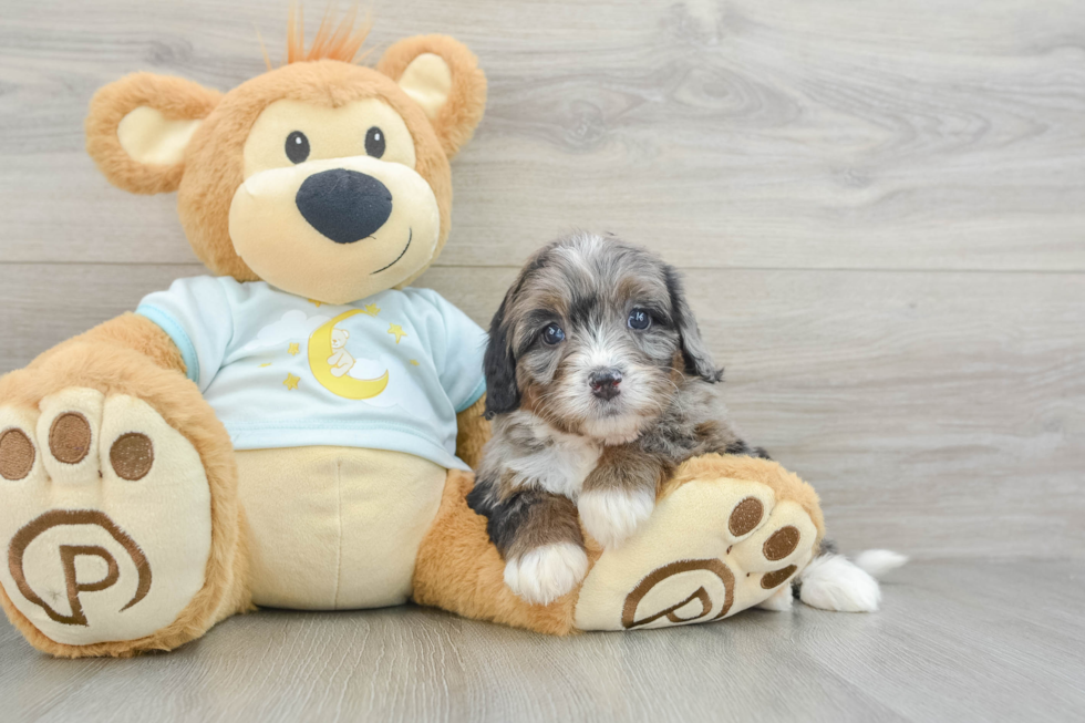 Adorable Mini Bernadoodle Poodle Mix Puppy