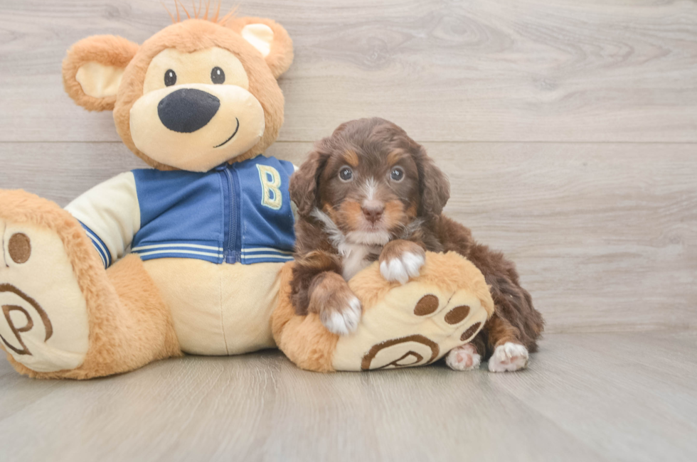 5 week old Mini Bernedoodle Puppy For Sale - Simply Southern Pups