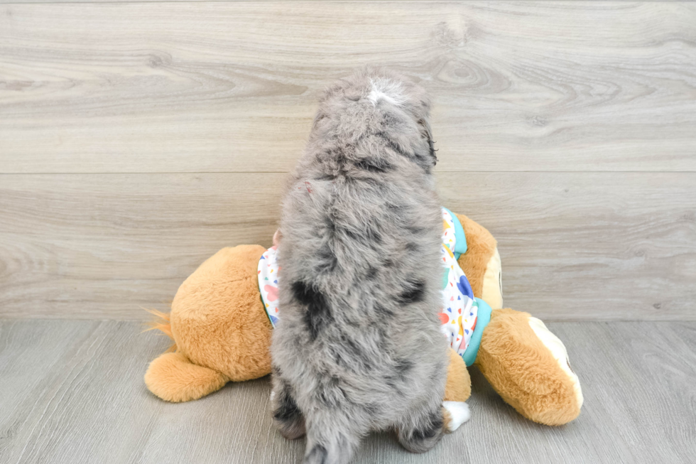 Sweet Mini Bernedoodle Baby