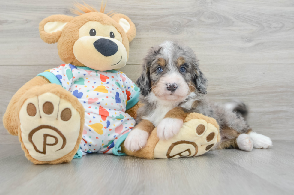 5 week old Mini Bernedoodle Puppy For Sale - Simply Southern Pups