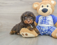 8 week old Mini Bernedoodle Puppy For Sale - Simply Southern Pups