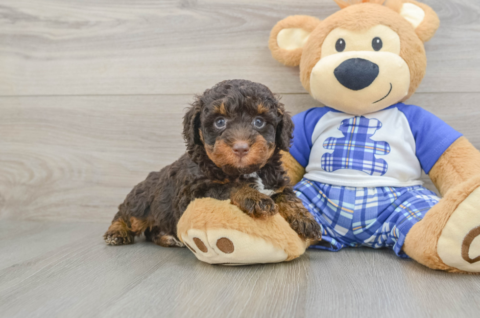 6 week old Mini Bernedoodle Puppy For Sale - Simply Southern Pups