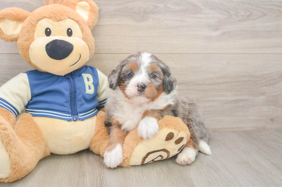 5 week old Mini Bernedoodle Puppy For Sale - Simply Southern Pups