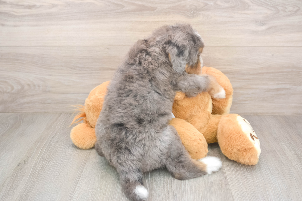 Adorable Mini Bernesedoodle Poodle Mix Puppy