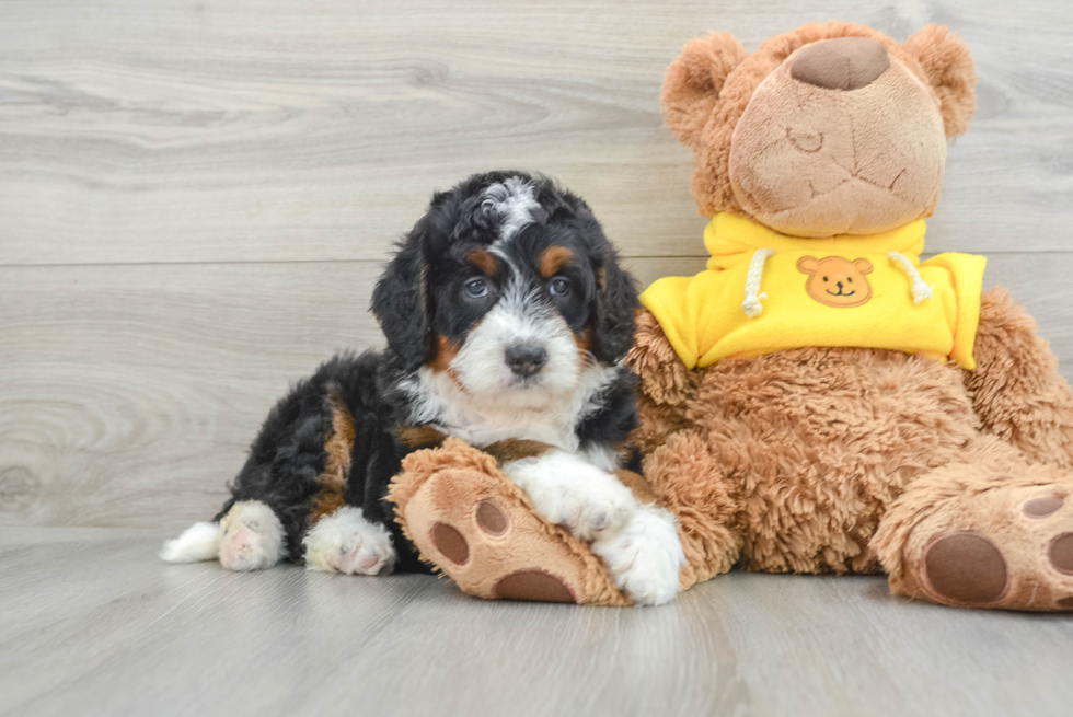 Mini Bernedoodle Puppy for Adoption