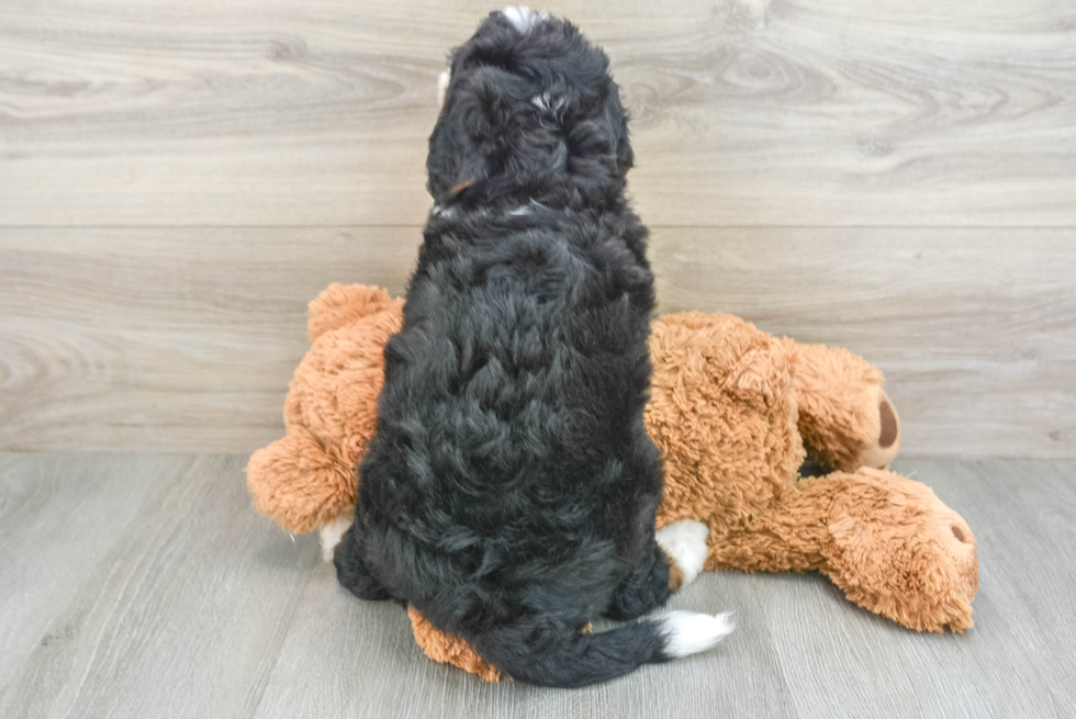 Friendly Mini Bernedoodle Baby
