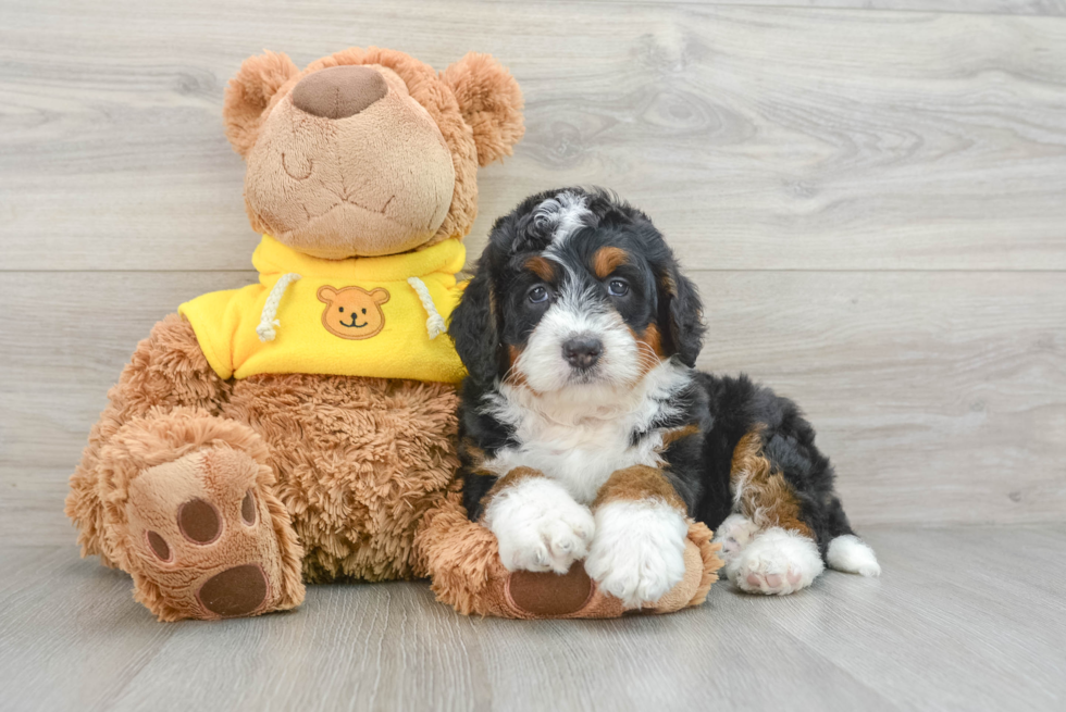 Little Mini Bernepoo Poodle Mix Puppy