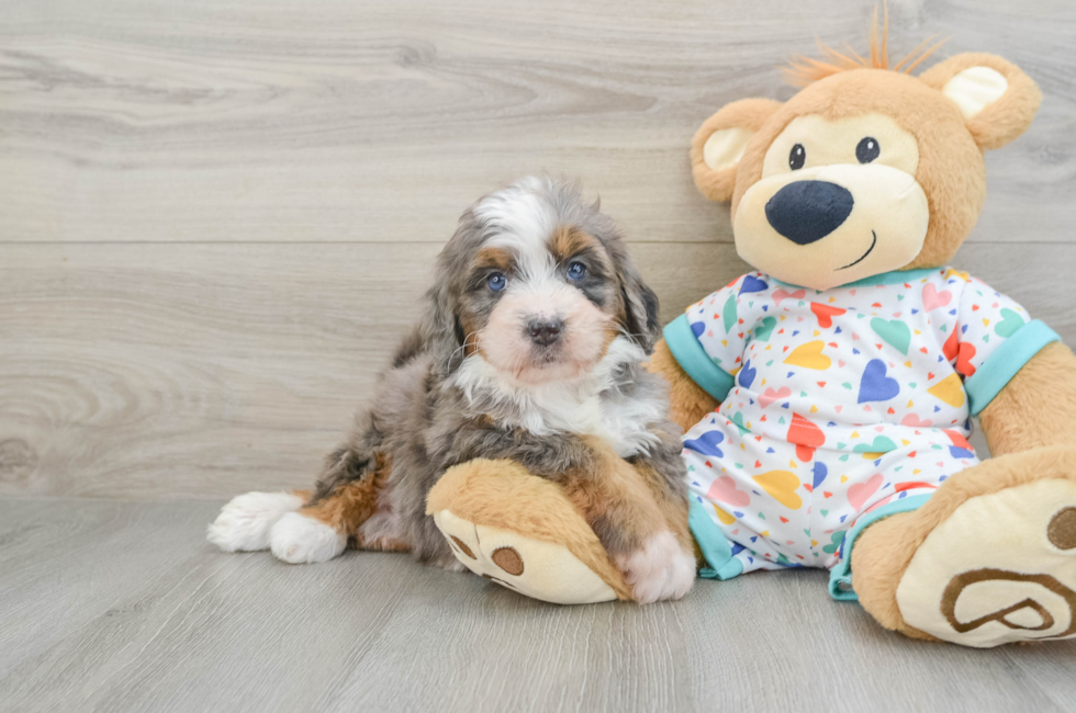 5 week old Mini Bernedoodle Puppy For Sale - Simply Southern Pups