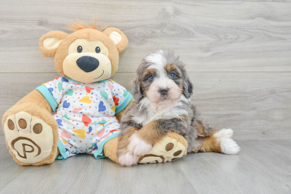 Best Mini Bernedoodle Baby