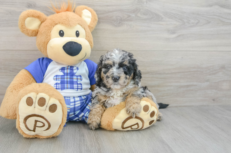 6 week old Mini Bernedoodle Puppy For Sale - Simply Southern Pups