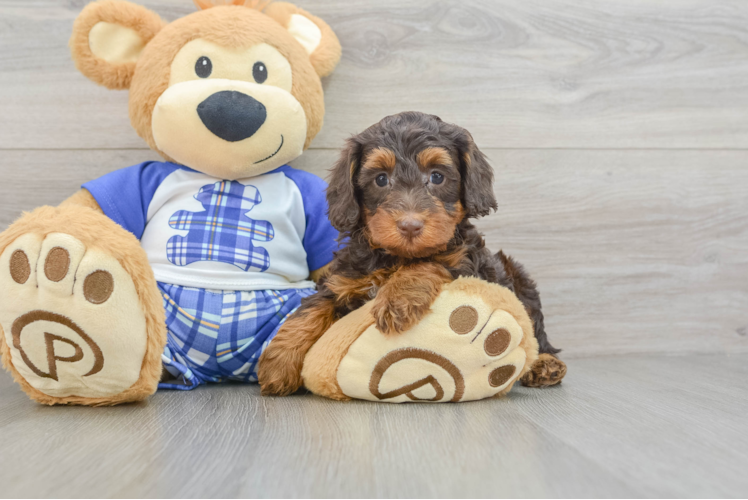 Best Mini Bernedoodle Baby
