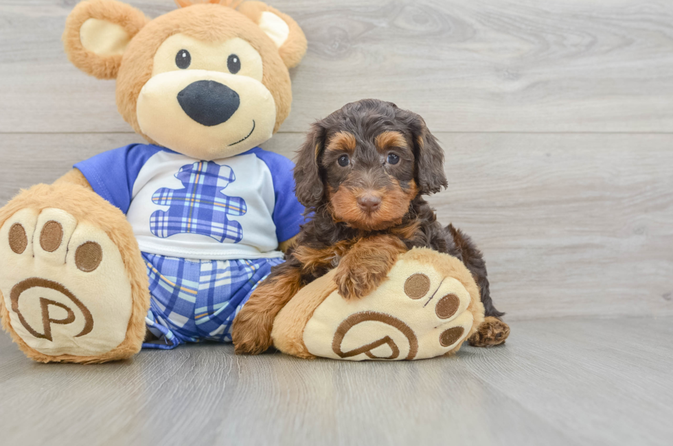 6 week old Mini Bernedoodle Puppy For Sale - Simply Southern Pups