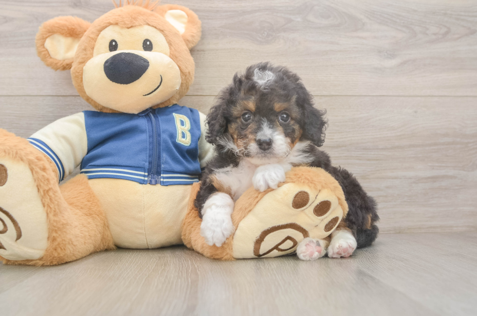 5 week old Mini Bernedoodle Puppy For Sale - Simply Southern Pups