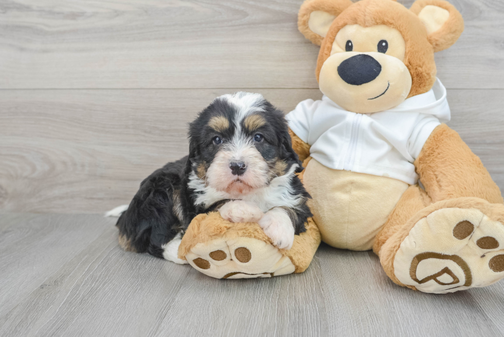 Hypoallergenic Bernadoodle Poodle Mix Puppy