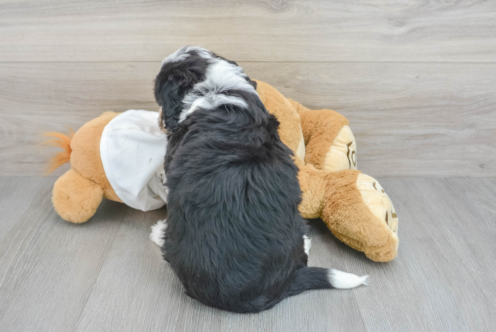 Sweet Mini Bernedoodle Baby