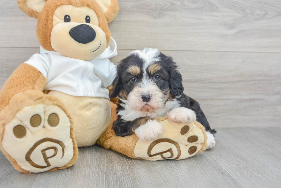 Mini Bernedoodle Pup Being Cute