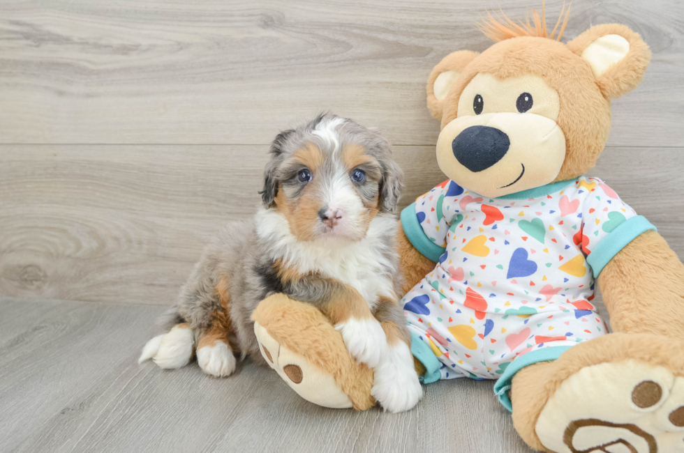 7 week old Mini Bernedoodle Puppy For Sale - Simply Southern Pups